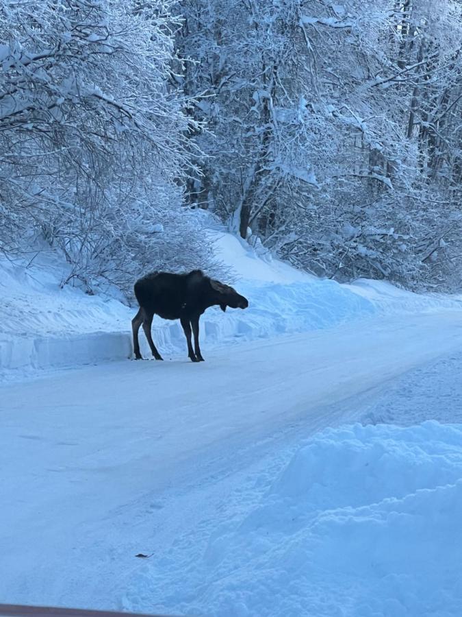Alaskan Adventure Awaits! Eagle River Luaran gambar